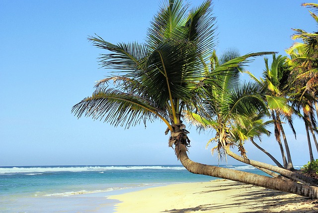 kokosové palmy